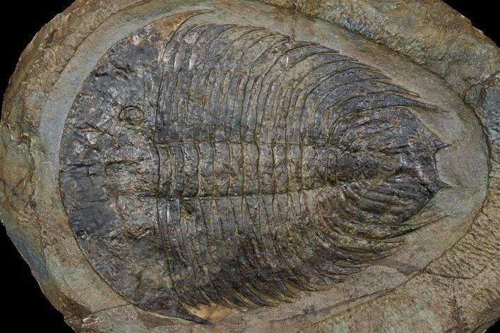 Ordovician Trilobite (Dikelokephalina) - Ouled Slimane, Morocco #174861